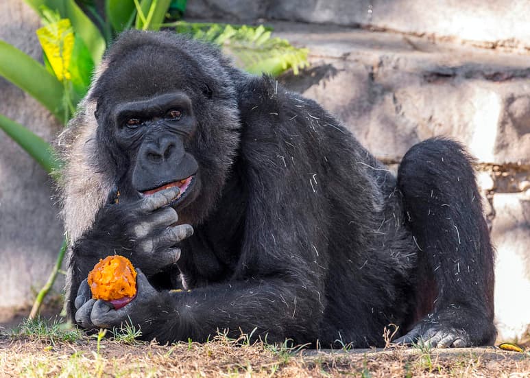“Los miembros del zoológico, los invitados, los voluntarios y el personal la echarán de menos”, dijo en una declaración Randy Rieches, curador de mamíferos en Safari Park, sin precisar la causa de la muerte del gorila, el segundo más viejo en cautiverio. (ARCHIVO)