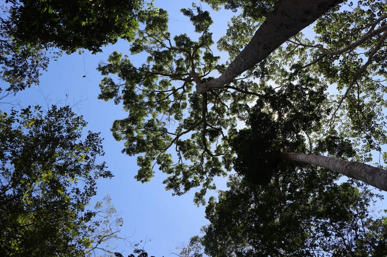 Han hecho posible que los técnicos forestales y los productores puedan conocer cuánto volumen tienen en sus predios, cuál es la posibilidad de cosecha por unidad de manejo y, a nivel predial, cuál es el ciclo de corta óptimo. (ARCHIVO)