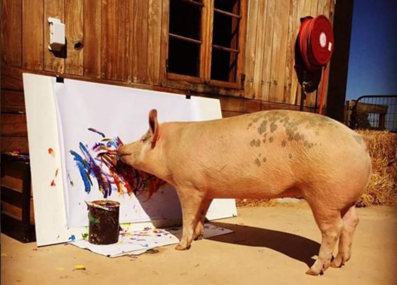Fuente: pigcassohoghero (INSTAGRAM)
