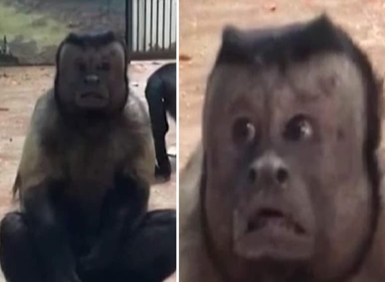 El mono fue grabado en un zoológico de China. (INTERNET)