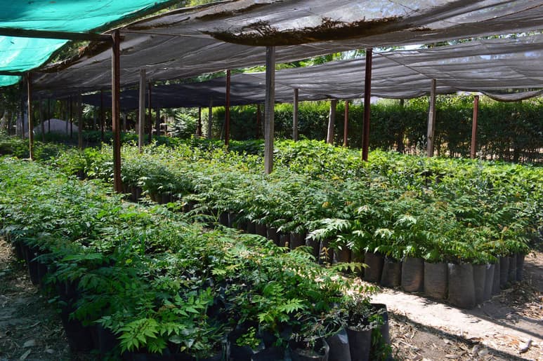 Vivero. Son árboles que se producen en Lerdo y que se encuentran a disposición de los laguneros. (EL SIGLO DE TORREÓN)