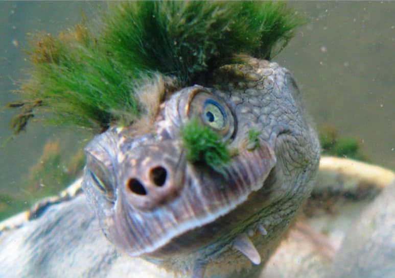 Durante la decada de los 60 y 70, la especie se volvió en una de las mascotas con más demanda. (INTERNET)