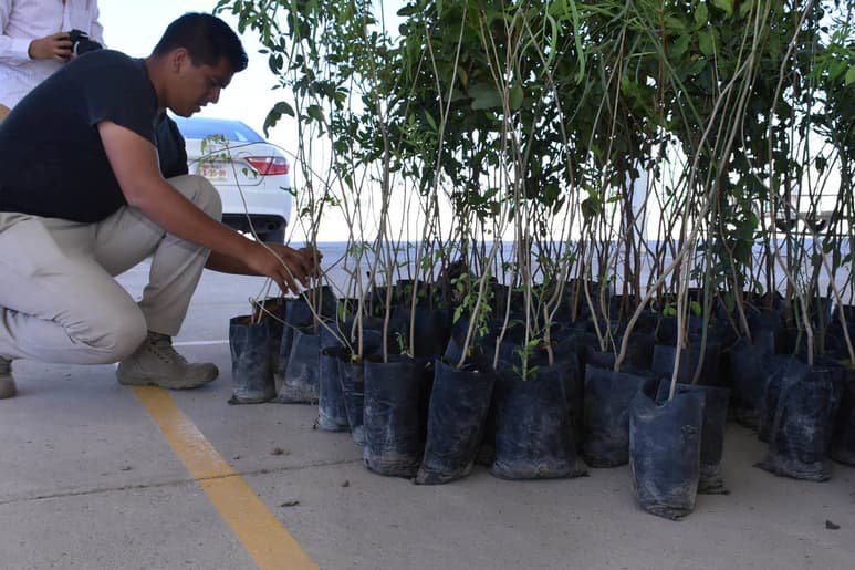 Campaña. Reforestarán la ciudad con motivo del Día de la Tierra. (EL SIGLO DE TORREÓN)