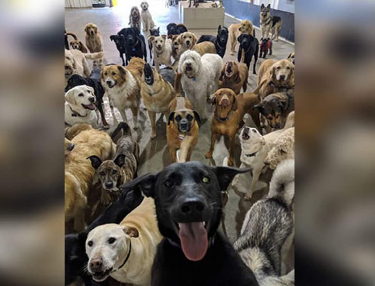 El propietario de la guardería de perros, Matt Ramsey, dice que los animales se llevan bien. (INTERNET)