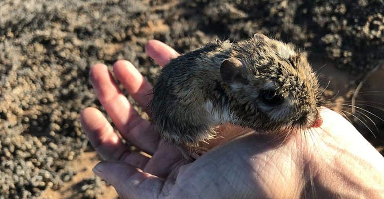 Naturaleza. Después de 32 años y de creerla extinta, la Conanp reportó la reaparición de la rata canguro de San Quintín. (TWITTER)