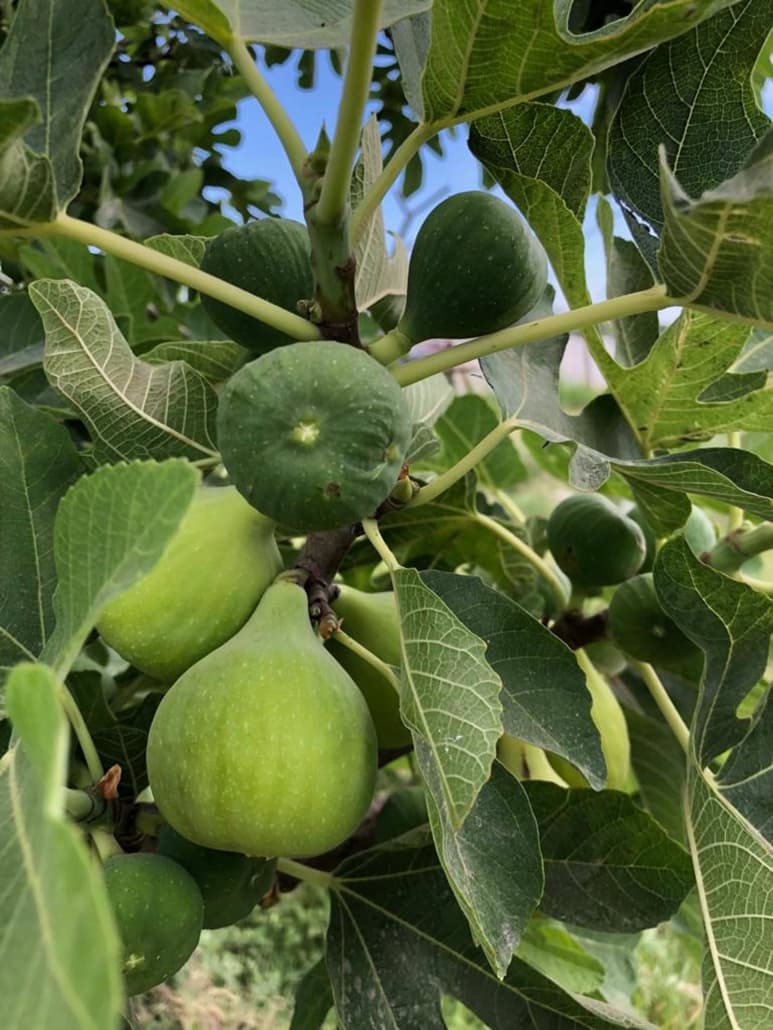 Producción. La venta del producto fresco al mercado nacional y pronto a exportación. (EL SIGLO DE TORREÓN/VIRGINIA HERNÁNDEZ)