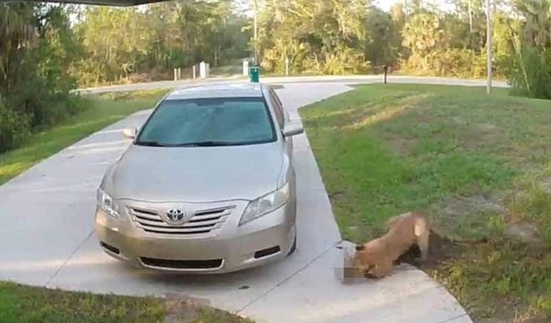 Vecinos reportan la desaparición de mascotas frecuentemente (DAILY MAIL)