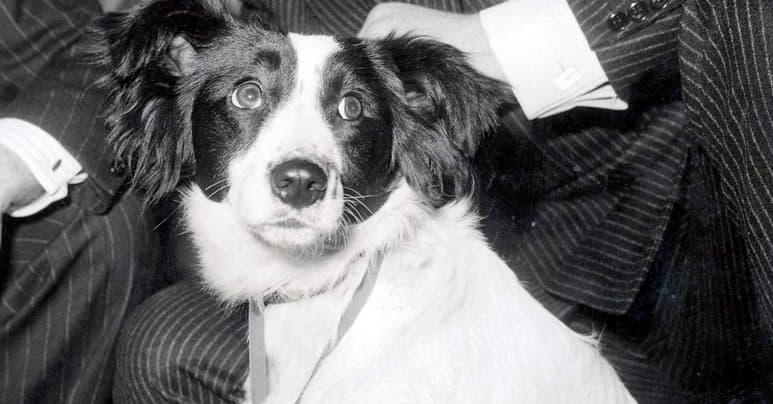 Pickles fue quien encontró el famoso trofeo Jules Rimet, antecesor de la que hoy conocemos como Copa del Mundo. (Especial)