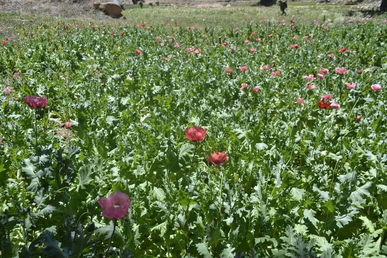Extensión. El cultivo de amapola y marihuana se ha desplazado a la sierra de Durango.