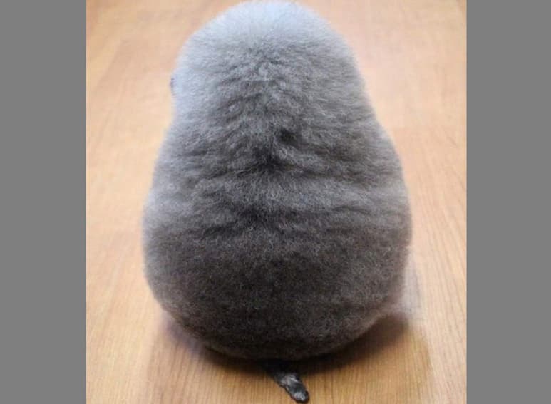 Un corte del peluquero canino japonés Yoriko Hamachiyo. (INTERNET)