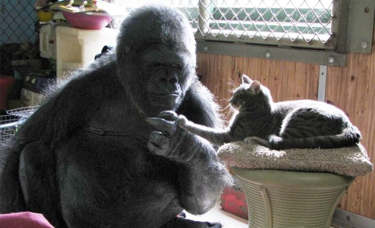 Koko, la gorila que era capaz de comunicarse a través del lenguaje de señas, murió este martes a los 46 años en su refugio protegido en las montañas de Santa Cruz, en California, Estados Unidos. (FACEBOOK/ Koko & The Gorilla Foundation)