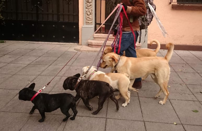 Especialistas sugieren esterilizar a las mascotas antes de los seis meses. (Archivo)