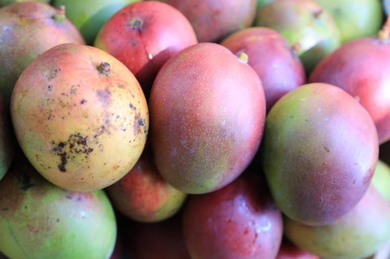 Una estudiante trabaja con el desperdicio de mango para transformarlo en celulosa bacteriana el cual es un biomaterial que tiene aplicaciones potenciales en salud. (ARCHIVO)