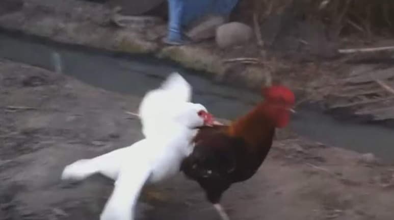 El pájaro loco Producciones (YOUTUBE)
