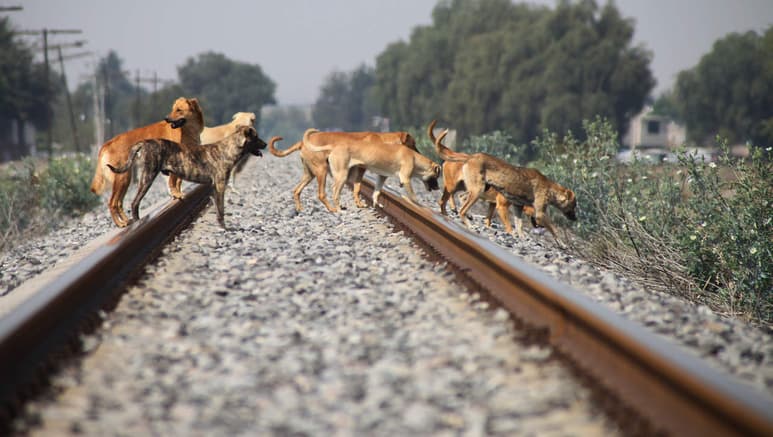 Los activistas piden hacer algo por estos perros en situación de calle, ya sea alimentarlos, llevarlos al veterinario o decidir adoptar uno. (ARCHIVO)