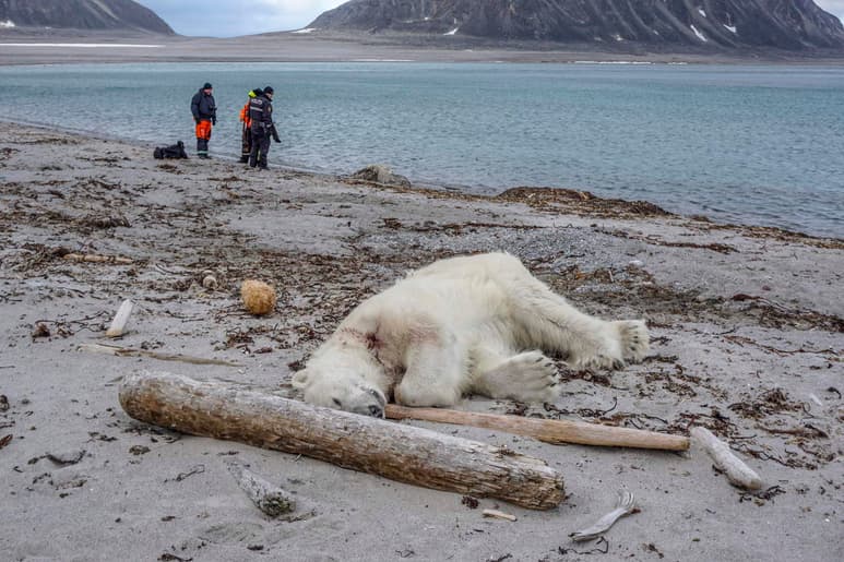 El oso fue asesinado a tiros por otro empleado, de acuerdo con la compañía de cruceros. (EFE)