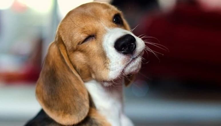 Un golpe de calor puede ocurrir a cualquier edad, pero tiene a afectar a perros más jóvenes que a los perros mayores. (ESPECIAL)