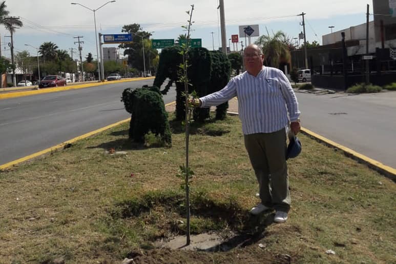 Árbol. Colocan fresnos en el acceso por el bulevar Miguel Alemán. Son árboles que dan mucha sombra. Seguirán en la plantación. (EL SIGLO DE TORREÓN)