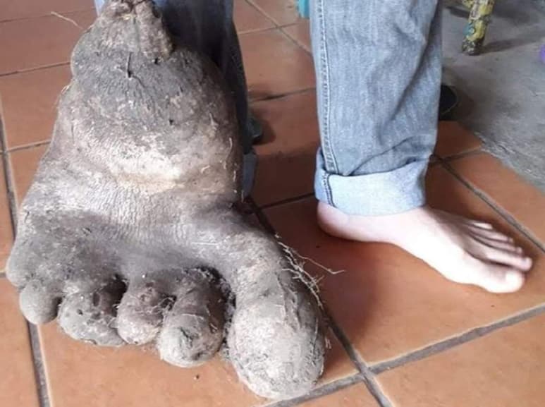 La cosecharon en la huerta de una pareja que vive en Brasil. (INTERNET)