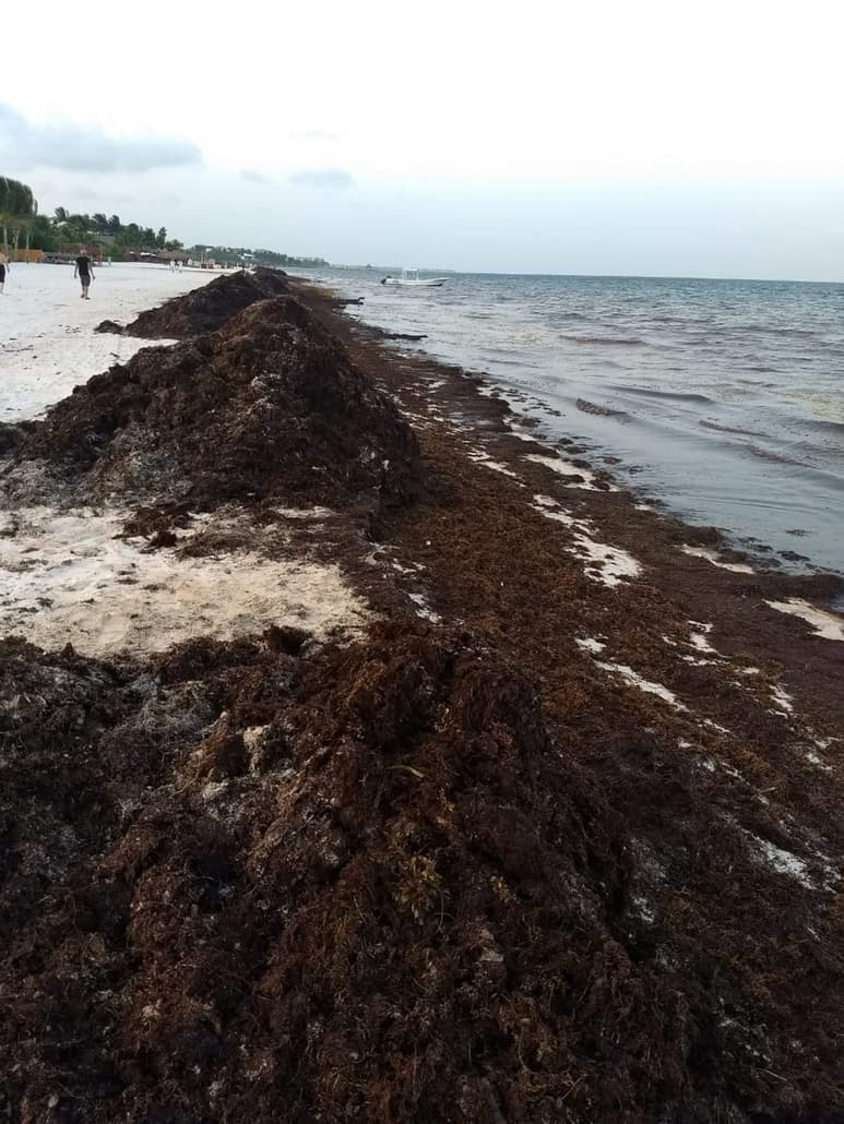 El científico destacó que el alga no es dañina para los animales marinos, incluso es un hábitat que sirve para crianza de las tortugas marinas jóvenes y para otras especies, como las anguilas e invertebrados. (NOTIMEX)
