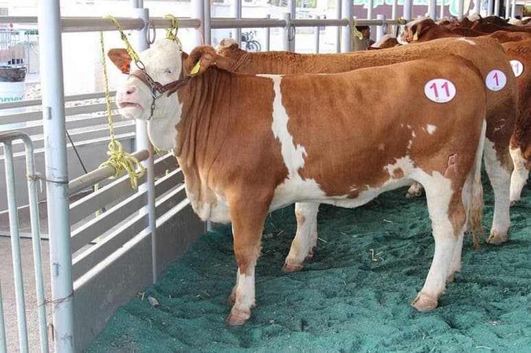 Ejemplar. El año pasado también se realizó la Primera Exposición Internacional Simmental Simbrah Simmangus en Durango. (EL SIGLO DE TORREÓN)