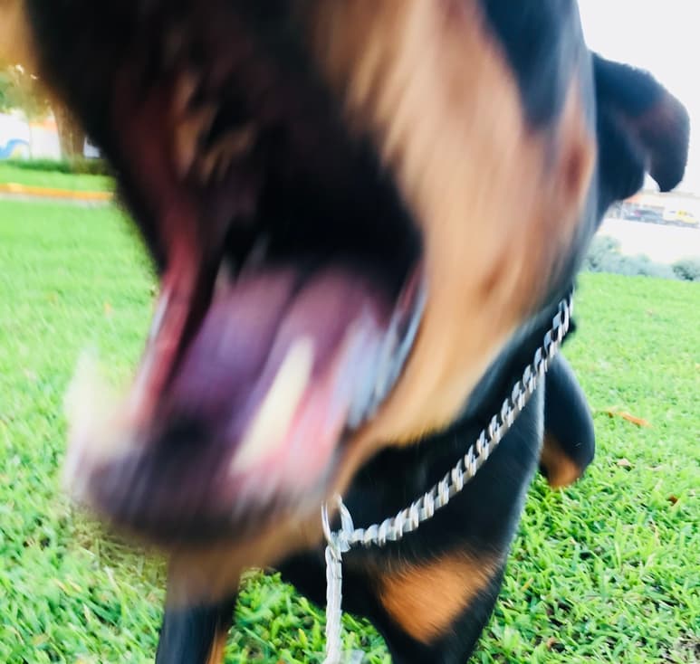 Reporte. De acuerdo con la estadística actualizada al 4 de agosto, son mil 043 hombres y 752 mujeres los que han sido atendidos por mordeduras de perro en la entidad. (EL SIGLO DE TORREÓN)