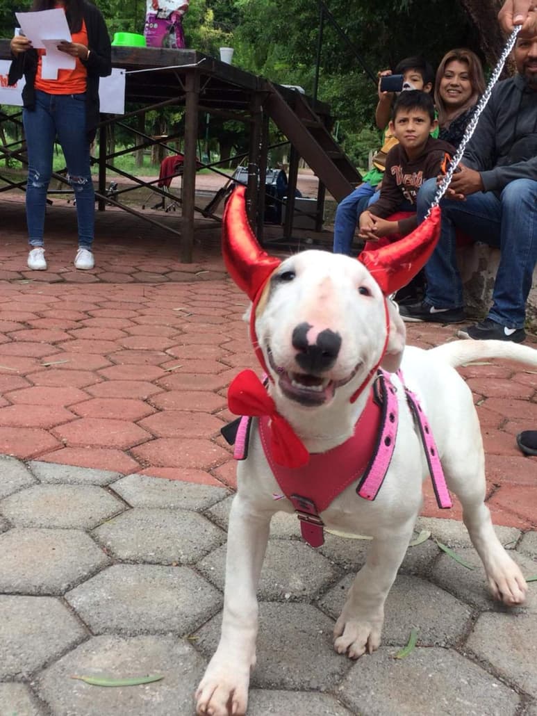 Al menos 100 vacunas fueron aplicadas gratuitamente a perros y gatos mientras que se ofrecieron 50 vales para esterilizaciones de estas mascotas.