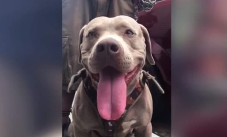 El perro de ojos amarillos y pelaje café, ha recorrido más de 800 kilómetros desde su salida de Honduras. (ESPECIAL)