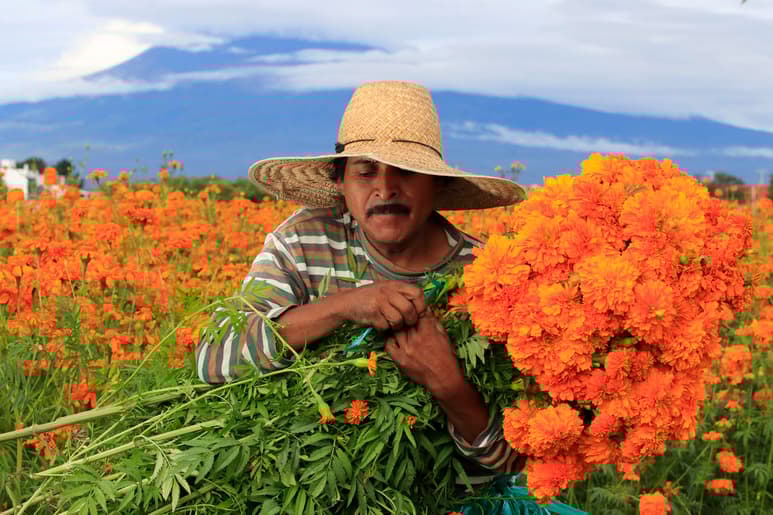 La flor de Cempasúchil, conocida también como la flor de los 20 pétalos, forma parte de la herencia de los rituales prehispánicos que se realizan en el pueblo de Malinalco, Estado de México. (ARCHIVO)