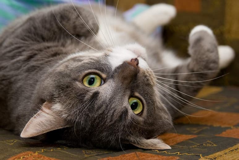 Alimentos que no deben comer los gatos