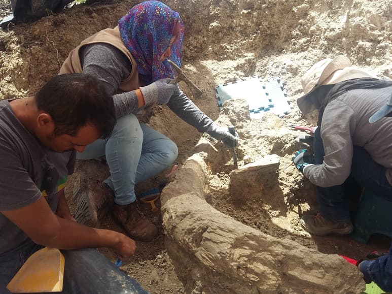 Defensa. Imagen corresponde a una defensa de mamut encontrada en San Juan del Río.