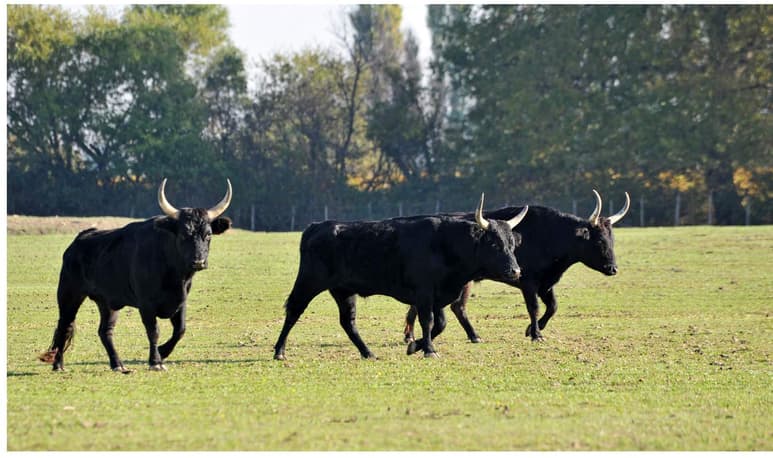 PETA dio a conocer su intención de fomentar el respeto a los animales a eliminando frases que incentivan a la crueldad hacia estos. (ARCHIVO)