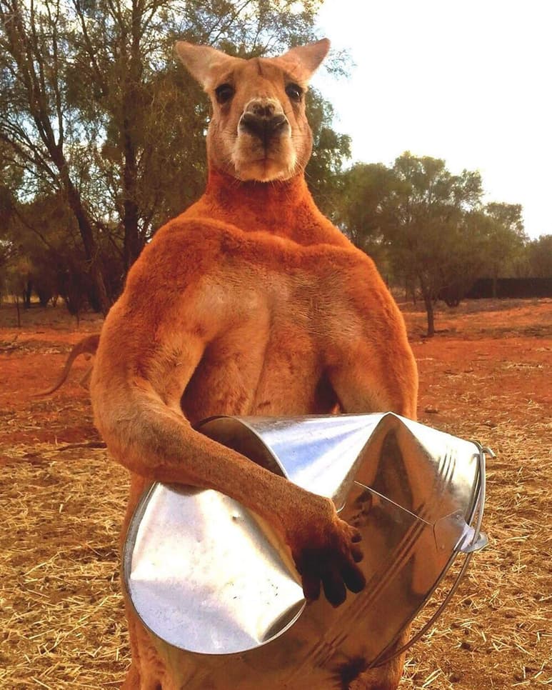 El animal, de 89 kilos y 182 centímetros de altura, pereció ayer por causas naturales a los doce años en el santuario de Alice Springs, en el Territorio del Norte, informaron sus cuidadores.