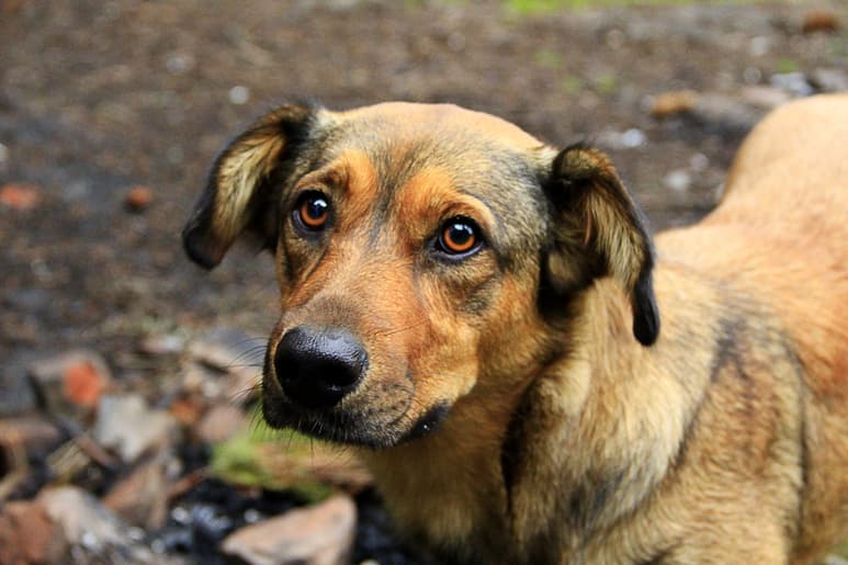 Durante una asamblea municipal en Pachuca, Hidalgo, se aprobó aplicar castigo y multas de hasta 24 mil pesos a quienes tratan con crueldad a los animales. (ARCHIVO)