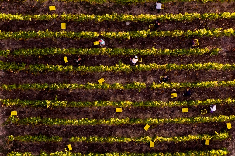 Trabajadores recolectores de uvas en Suiza. Foto: EFE/Valentin Flauraud