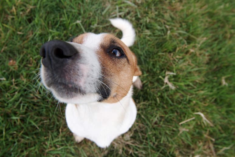 Se le llama dirofilaria al parásito que ocasiona un trastorno cardíaco en los perros. (ARCHIVO)