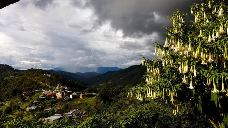 Sierra Norte de Oaxaca.
