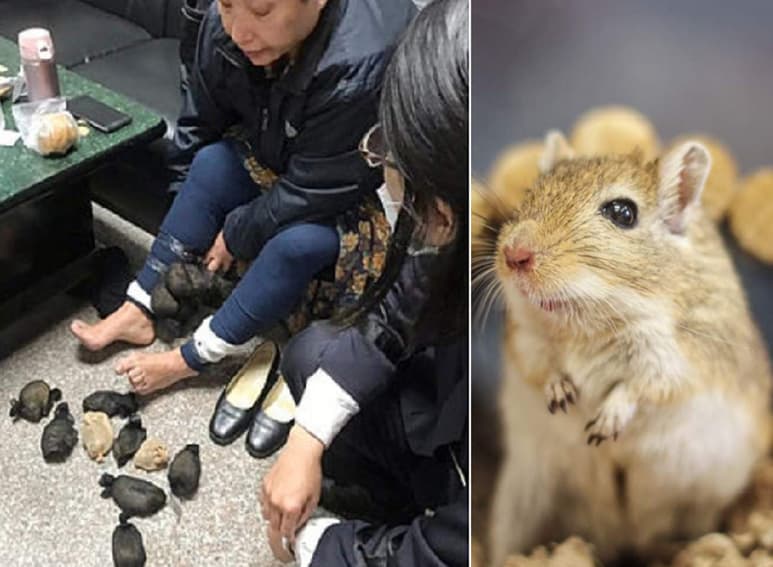 Los animales fueron sacrificados. (INTERNET)