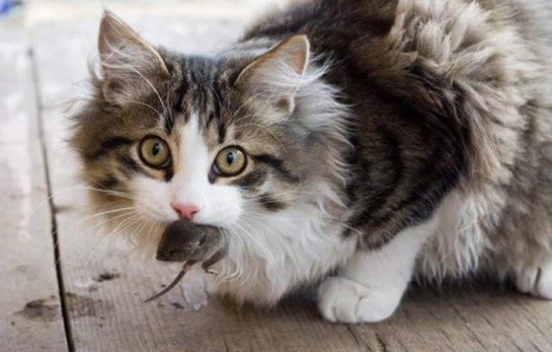 Según los resultados de la Universidad de Wyoming, el gato, quien gustaba de pasear fuera de casa, es el tercer animal de su tipo en ser infectado, tras dos ejemplares más; uno en el condado de Sheridan y Campbell, vecinos de Johnson. (ARCHIVO)