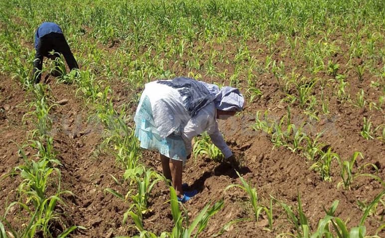 Con los precios de garantía se puede llegar a importar una cantidad mayor de esos productos en caso de no dar el precio de mercado. (ARCHIVO)