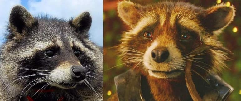 Material e información compartidos por las páginas en Facebook 'Quinta Layla' y 'Guardians Of The Galaxy'.