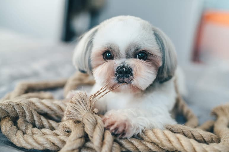 Los perros suelen morder y masticar objetos cuando estan aburridos, lo que puede ocurrir a cualquier edad y sobre todo cuando están solos en casa. (ESPECIAL)