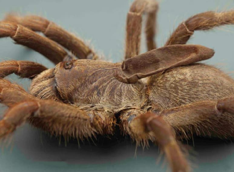 Su nombre científico es Ceratogyrus attonitifer. (INTERNET)