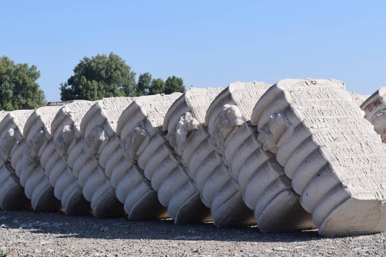 Los productores de algodón tienen problemas para colocar en el mercado 50 mil pacas de la producción del año pasado.