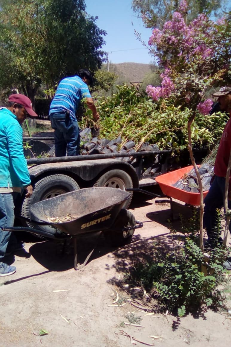 Este año se busca superar la meta que se cumplió en el 2018, año en el que fueron plantados 19 mil árboles de diferentes especies.