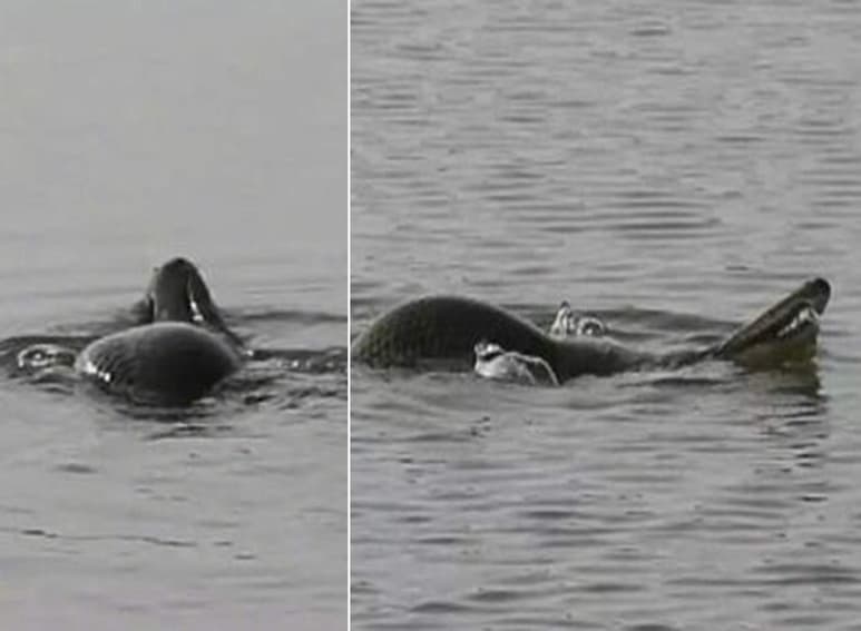 El animal fue capturado y se cree que pudo nadar hacia el lago desde el río más cercano. (INTERNET)