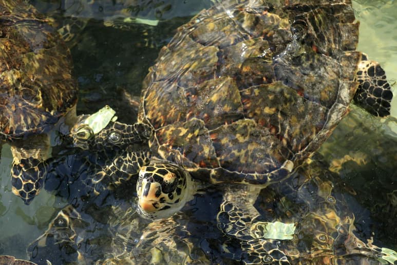 México tiene mucha suerte y también responsabilidad en el cuidado de las especies del mar. (ARCHIVO)