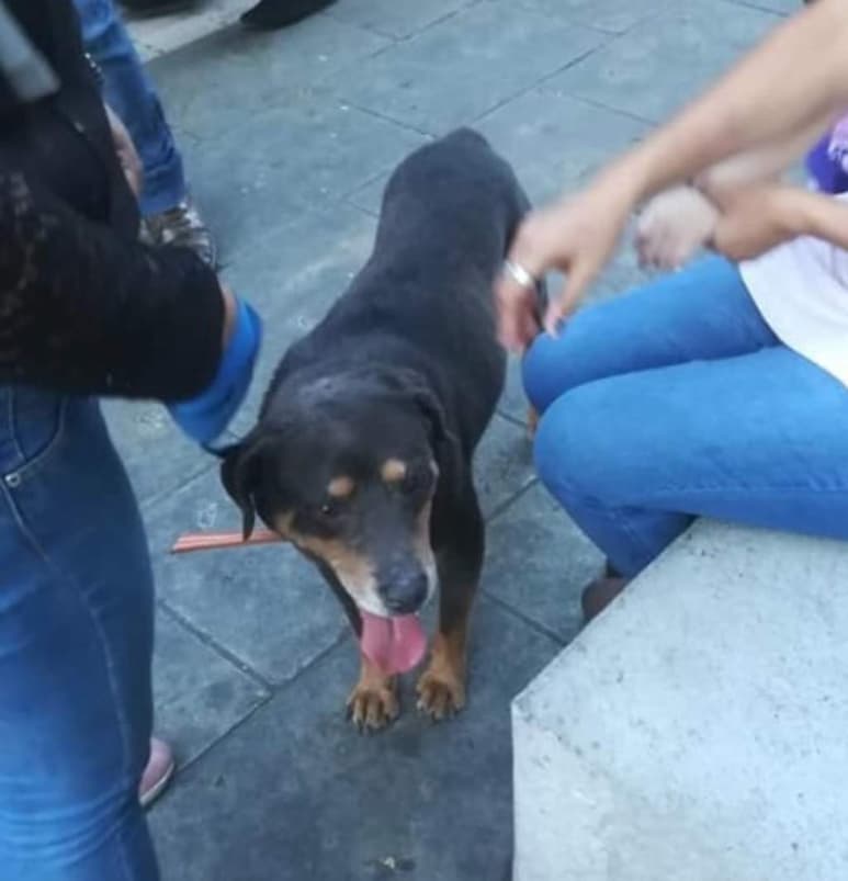 Además, aseguró que 'Mazapán' se encuentra muy bien con una familia, mediando un hogar y la libertad de por medio. (ESPECIAL)
