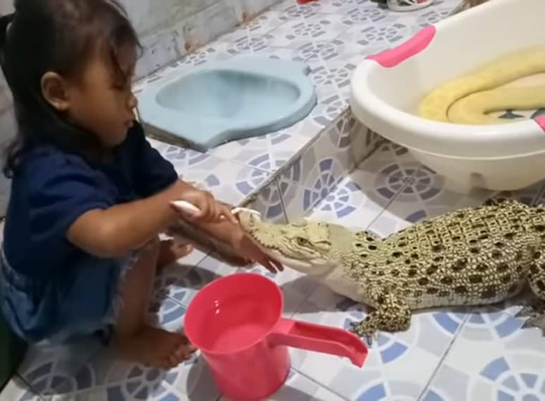 El cocodrilo no es la única mascota exótica que aparece en escena. (INTERNET)