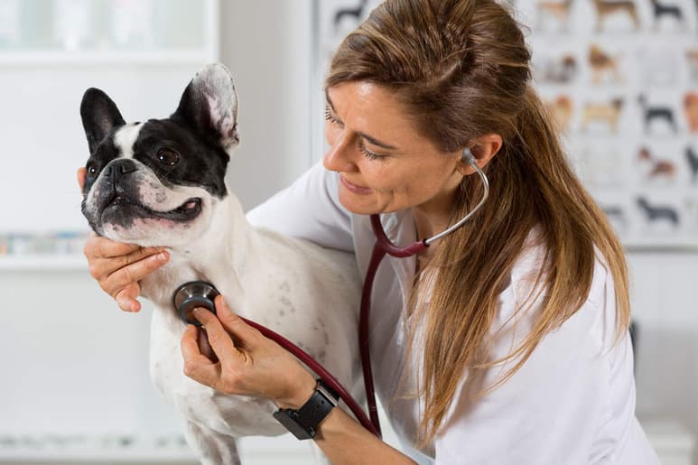 La bordetella afecta al tracto respiratorio y al sistema inmunológico, y suele ser muy común en épocas de frío o invierno. (ARCHIVO)
